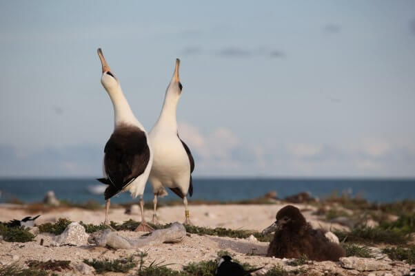 Two Laysan Albatrosses Performing Annual Couples Dance