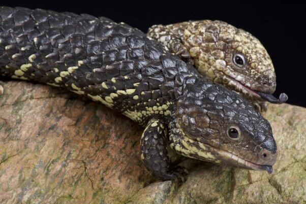 Shingleback Skink Couple Cuddlng on Rock