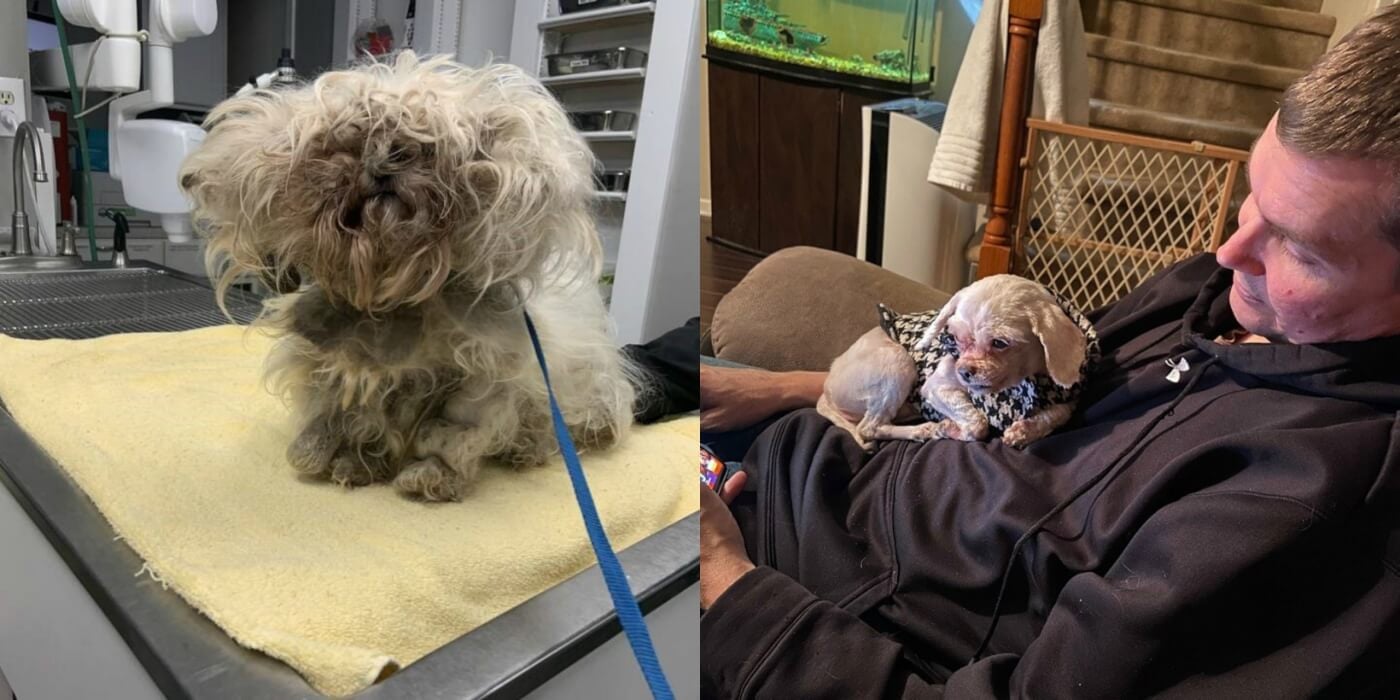 Before and after pictures of Snowball, a badly matted dog rescued by PETA