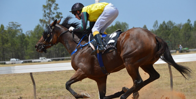 Horse Being Used for Racing