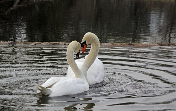 Two Mute Swans Swimming and Touching Heads