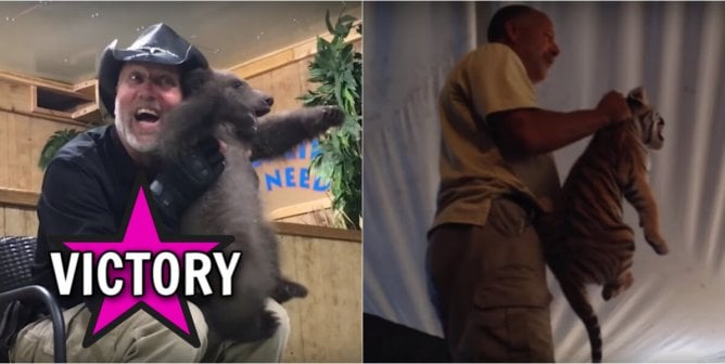 Tim Stark holds bear cub and throws baby tiger