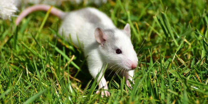 white rat in green grass sunny