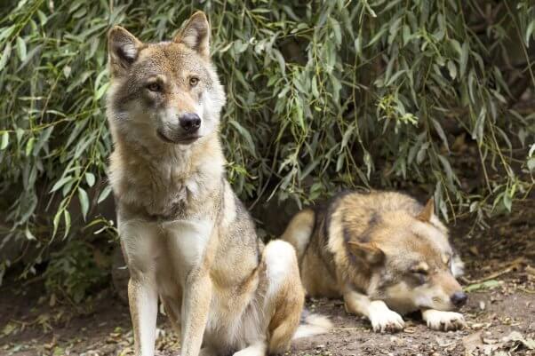 Gray Wolf Couple Relaxing