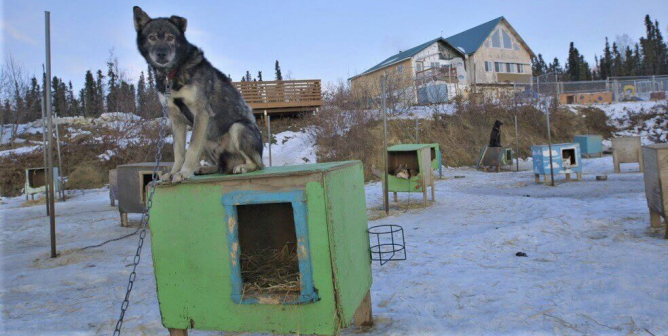 What Is Life Really Like for a Dog Bred to Race in the Iditarod?