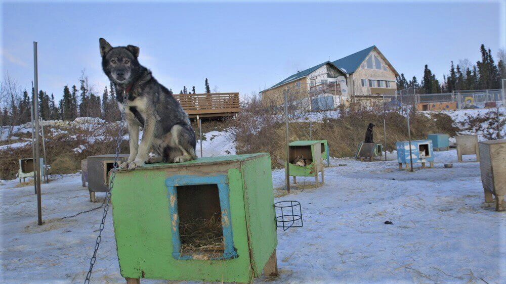 worst iditarod mushers 2020 Lance Mackey