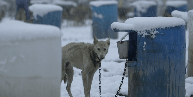 chained dog in snow