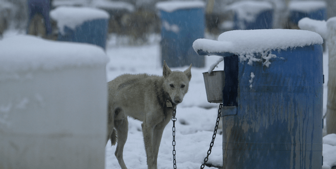 How Dogs in the Sledding Industry Are ‘Factory-Farmed and Warehoused’