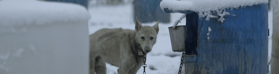 chained dog in snow