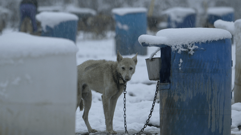 chained dog in snow