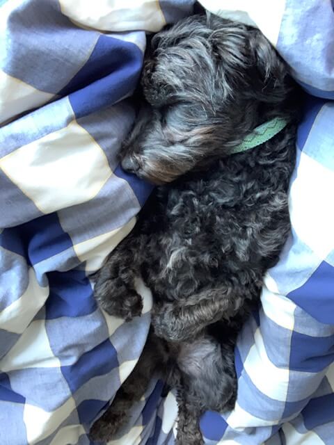 Ziggy Chained Dog Rescued by CAP