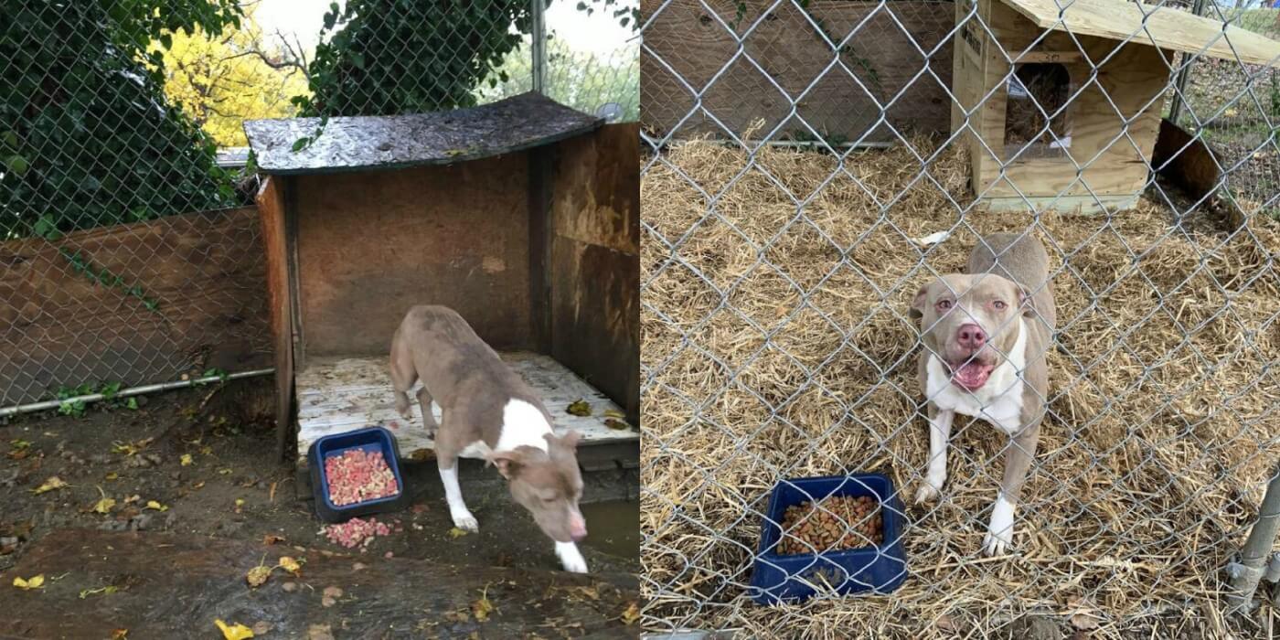 Before and after photos of Zoor with new PETA doghouse