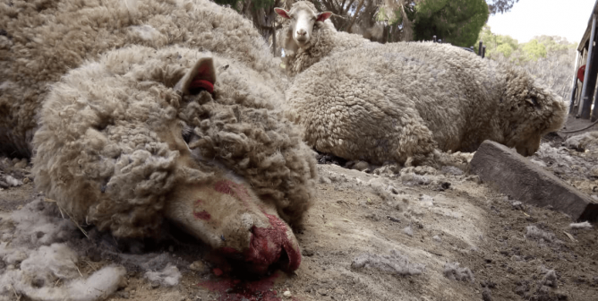 Dead sheep in a crowded farm pen