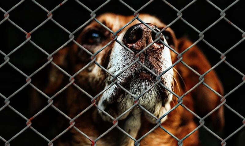 A close-up portrait of a brown dog with a white muzzle as he looks through a metal chain-link fence.