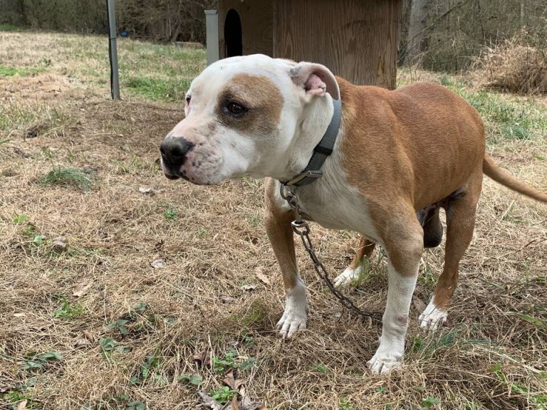 These Neglected Dogs Depended on PETA in the Dead of Winter PETA
