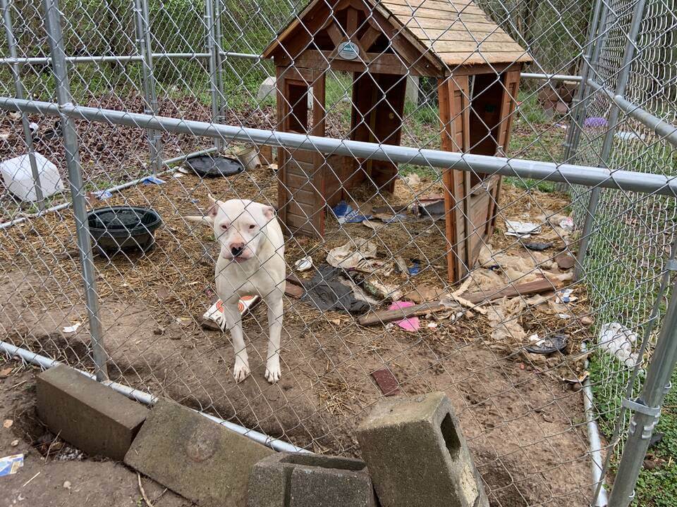 Casper the dog and an old dog house