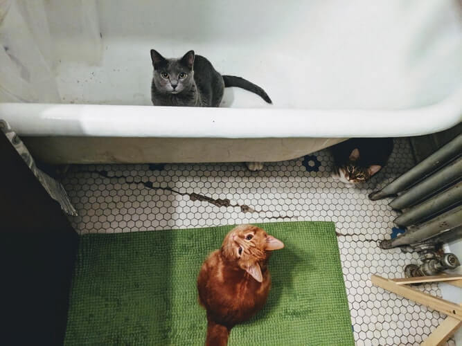 Three cats look upward in a bathroom