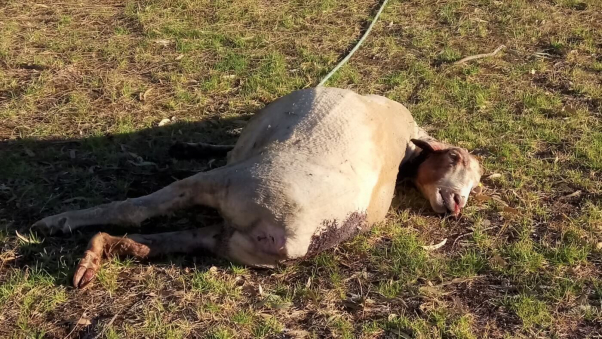 Dead sheep used for wool with broken leg