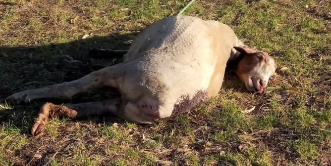 Dead sheep used for wool with broken leg