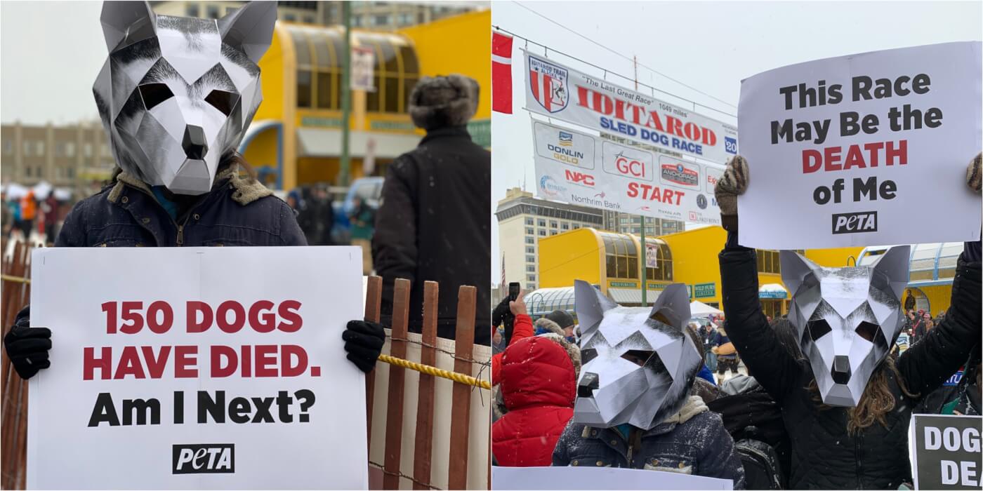 iditarod 2020 PETA protest