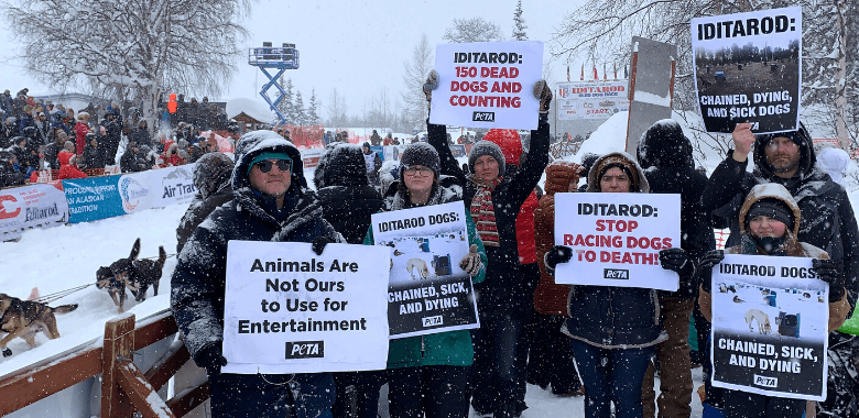 PETA protesters show their signs at the start of the Iditarod