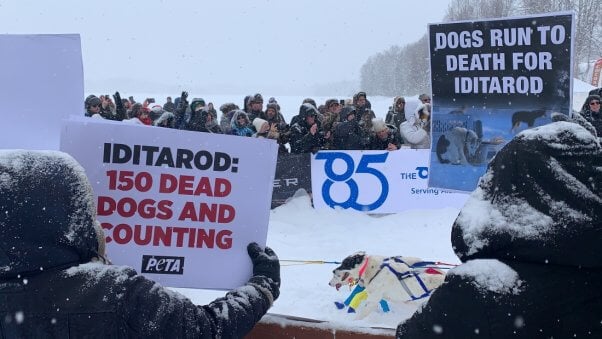 Iditarod photo