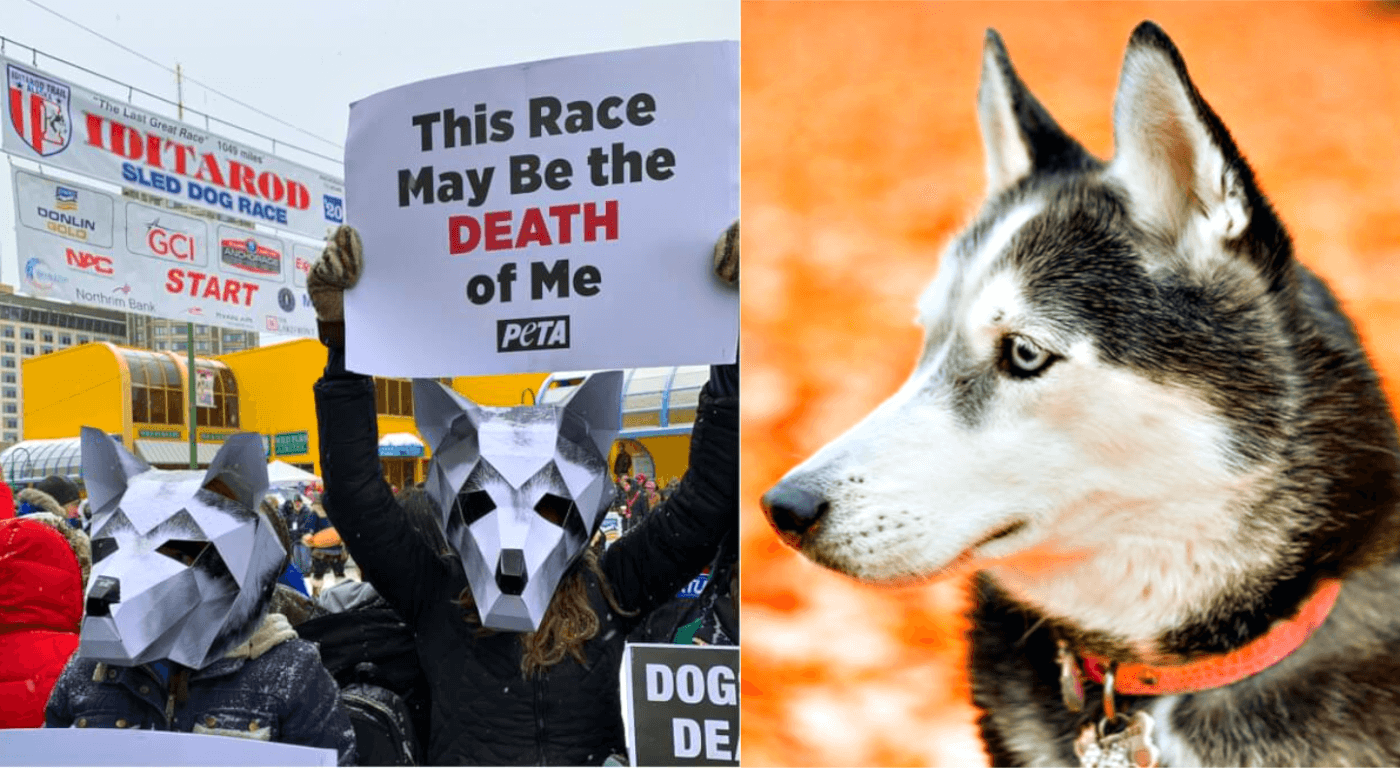 2020 Iditarod Ends—Here's What Happened to Dogs PETA