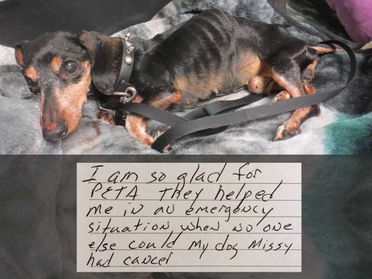 Why PETA 'Kills' Animals and How PETA Helps Animals PETA