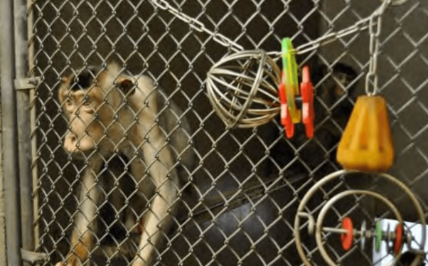 Monkeys in Johns Hopkins University Labs