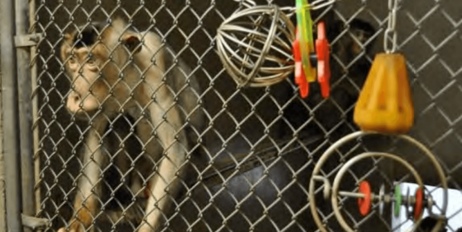 Monkeys in Johns Hopkins University Labs