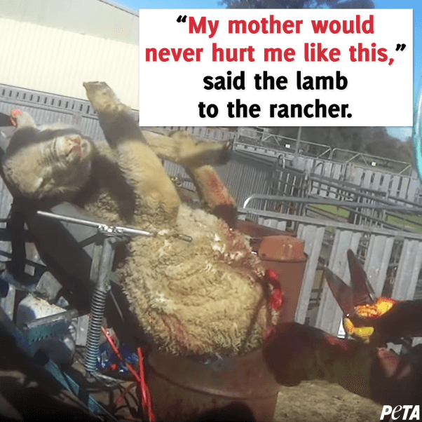 never buy wool