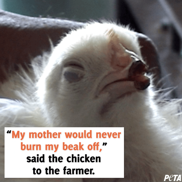 beaks of chicks used for eggs are crudely severed off