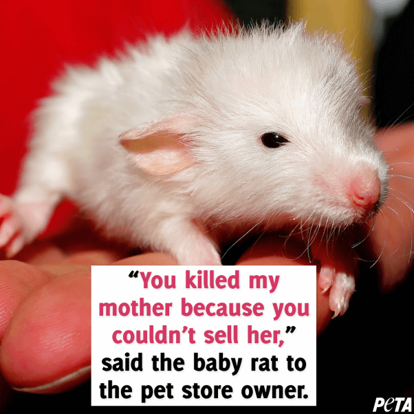 baby rat just wants her mom