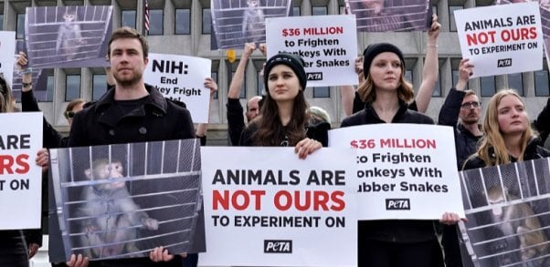 NIH Faces PETA Protest Over Cruel, Worthless ‘Monkey Fright’ Experiments