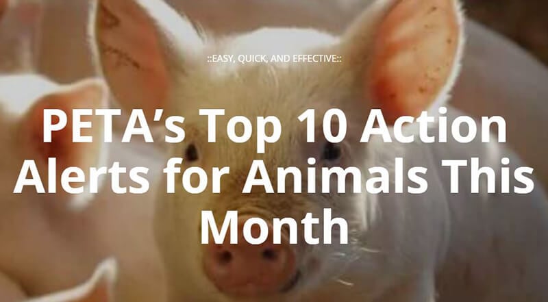 9 Ways You Can Still Campaign for Animals While Practicing Social  Distancing | PETA