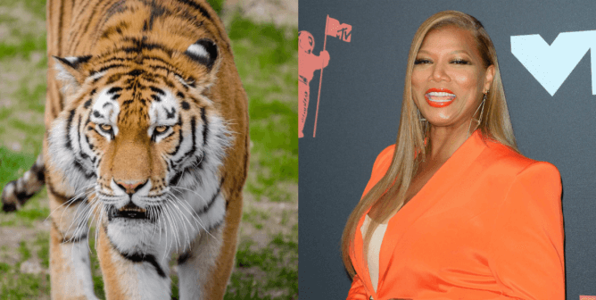 PETA Urges Kate McKinnon, Queen Latifah to Keep Real Tigers off Screen
