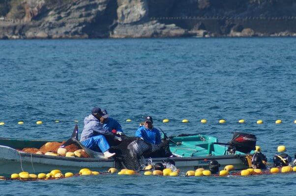 Taiji Dolphin Slaughter and Capture