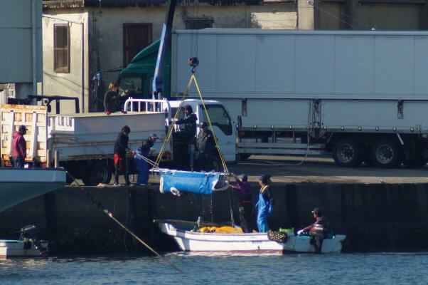 Taiji Dolphin Slaughter and Capture