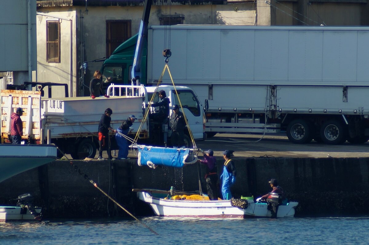 Taiji Dolphin Slaughter Ends With 740 Victims PETA