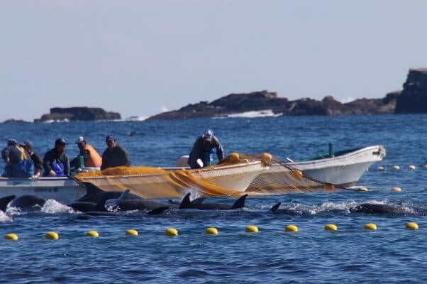 Taiji Dolphin Slaughter and Capture