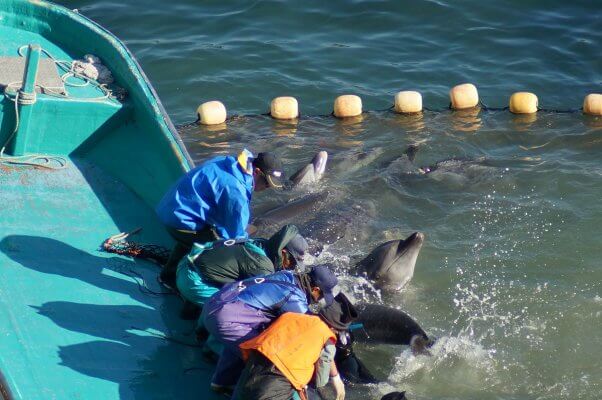 Taiji Dolphin Slaughter and Capture