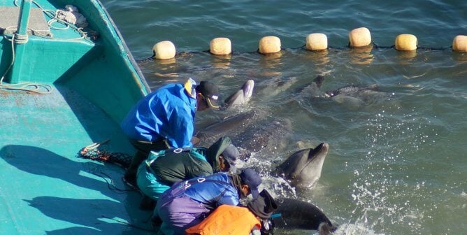 Taiji Dolphin Slaughter and Capture