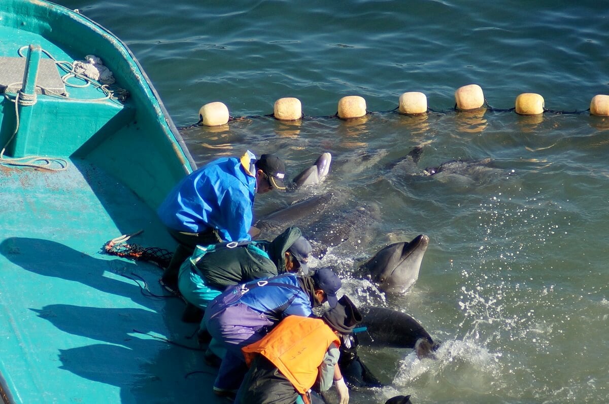 Taiji Dolphin Slaughter and Capture