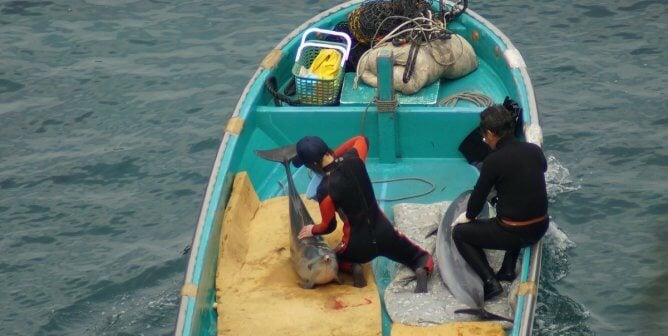 Taiji Dolphin Slaughter and Capture