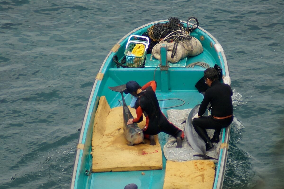 Taiji Dolphin Slaughter and Capture