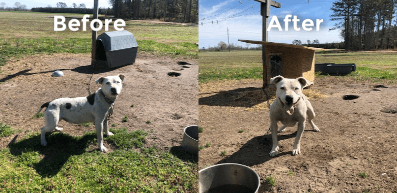 Left: Sky is chained to small dog house. Right: Sky has a new large PETA doghouse.