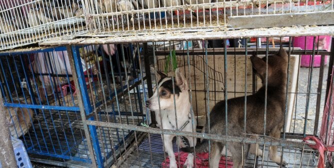 Two Small Dogs In A Cage At The Hanoi Market in Vietnam