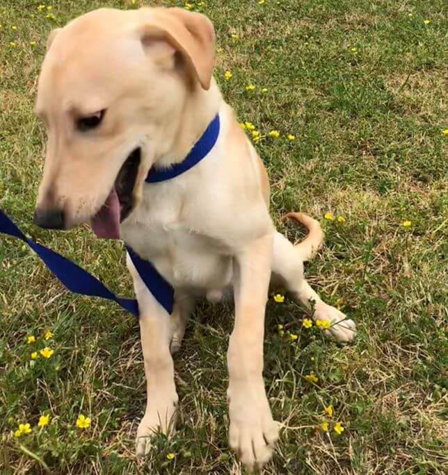 dog named Cannoli imprisoned at TAMU muscular dystrophy dog lab