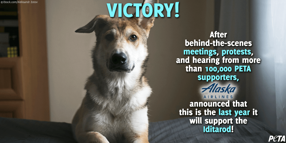 Longtime Iditarod Sponsor Alaska Airlines Cuts Ties With Cruel, Deadly Race