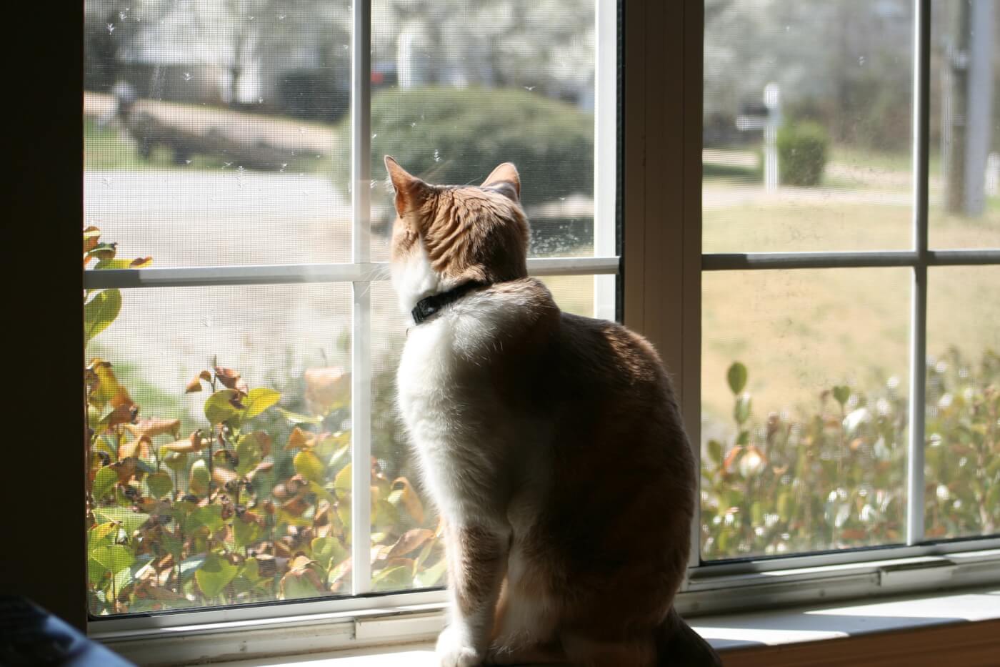 cat looking out window